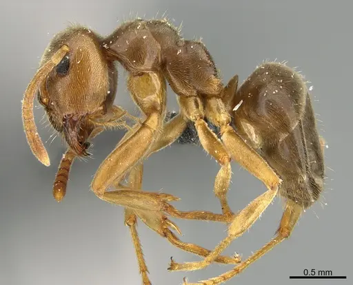 Lasius subumbratus specimen CASENT0923604 image casent0923604_1