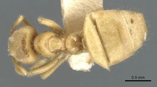 Lasius talpa specimen CASENT0903665 image casent0903665_1