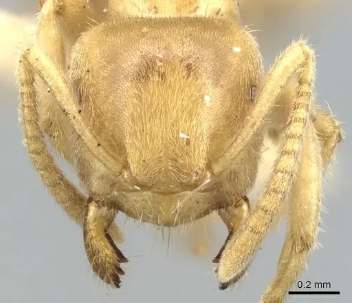 Lasius talpa specimen CASENT0903665 image casent0903665_2