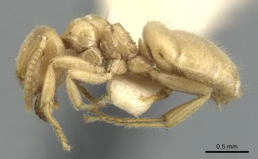 Lasius talpa specimen CASENT0903665 image casent0903665_3