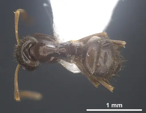 Lasius tapinomoides specimen ANTWEB1041454 image antweb1041454_1