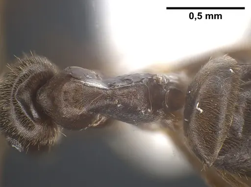 Lasius tapinomoides specimen ANTWEB1041454 image antweb1041454_2