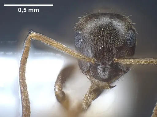 Lasius tapinomoides specimen ANTWEB1041454 image antweb1041454_3