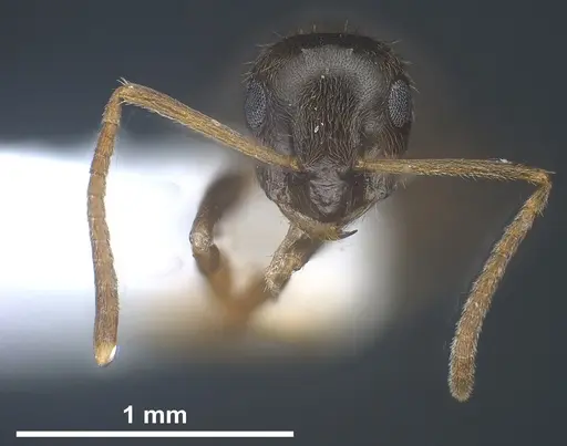 Lasius tapinomoides specimen ANTWEB1041454 image antweb1041454_4