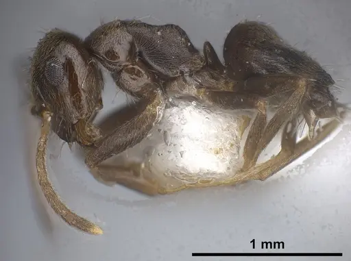 Lasius tapinomoides specimen ANTWEB1041454 image antweb1041454_5