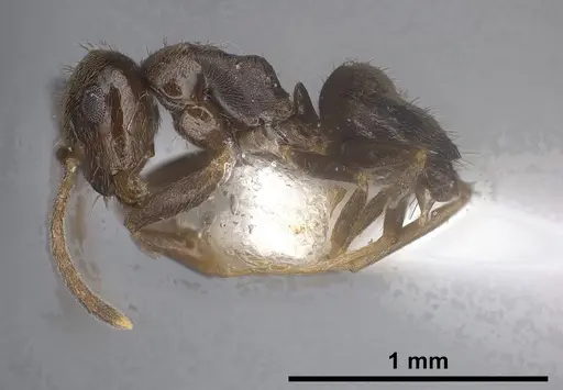 Lasius tapinomoides specimen ANTWEB1041454 image antweb1041454_6