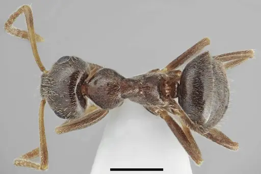 Lasius tapinomoides specimen CASENT0845075 image casent0845075_1