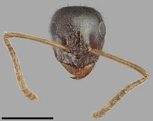 Lasius tapinomoides specimen CASENT0845075 image casent0845075_2