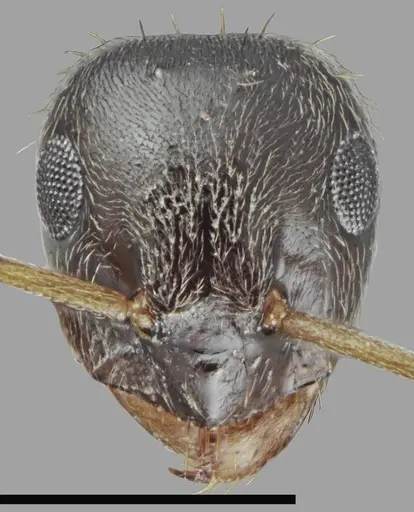 Lasius tapinomoides specimen CASENT0845075 image casent0845075_3