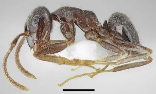 Lasius tapinomoides specimen CASENT0845075 image casent0845075_4