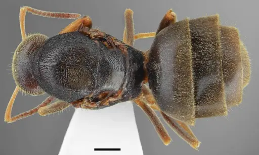 Lasius tapinomoides specimen CASENT0845076 image casent0845076_1