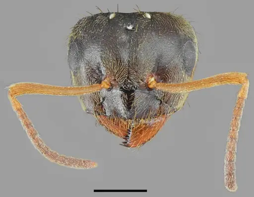 Lasius tapinomoides specimen CASENT0845076 image casent0845076_2