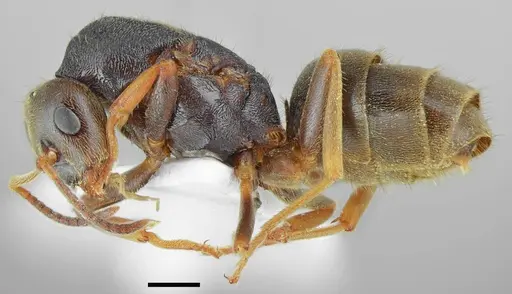 Lasius tapinomoides specimen CASENT0845076 image casent0845076_3
