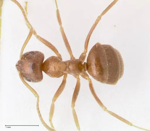 Lasius tebessae specimen FOCOL0742 image focol0742_1