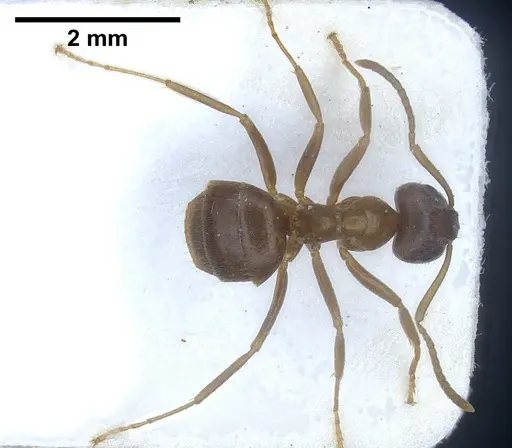 Lasius tebessae specimen FOCOL0742 image focol0742_2