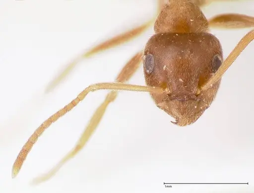 Lasius tebessae specimen FOCOL0742 image focol0742_3