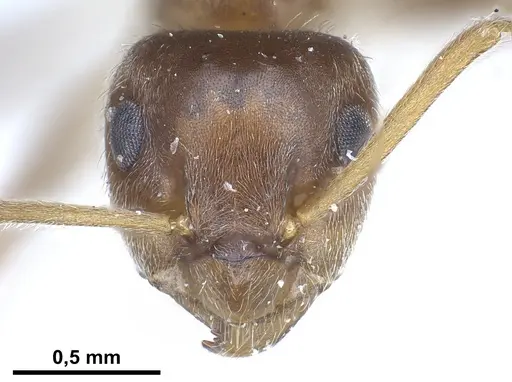 Lasius tebessae specimen FOCOL0742 image focol0742_4