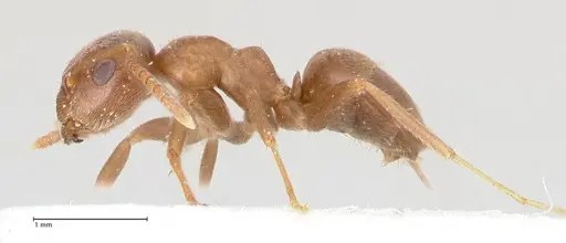 Lasius tebessae specimen FOCOL0742 image focol0742_5