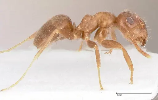 Lasius tebessae specimen FOCOL0742 image focol0742_6