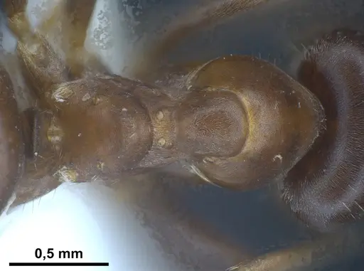 Lasius tunisius specimen ANTWEB1041455 image antweb1041455_2