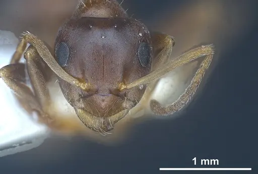Lasius tunisius specimen ANTWEB1041455 image antweb1041455_4