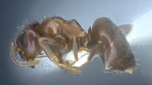 Lasius tunisius specimen ANTWEB1041455 image antweb1041455_5