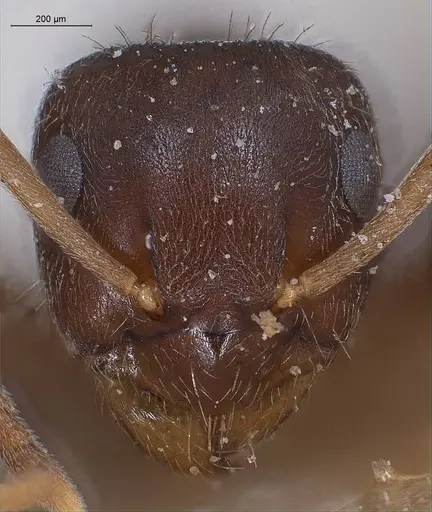 Lasius turcicus specimen ANTWEB1008436 image antweb1008436_2