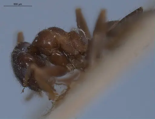 Lasius turcicus specimen ANTWEB1008436 image antweb1008436_4