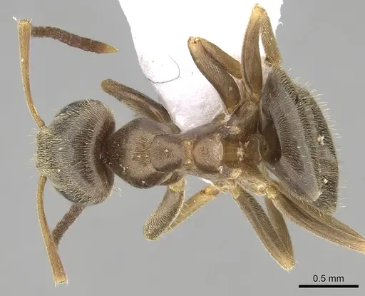 Lasius turcicus specimen CASENT0906080 image casent0906080_1