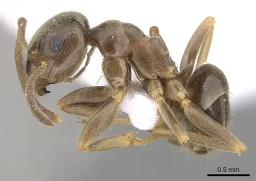 Lasius turcicus specimen CASENT0906080 image casent0906080_3