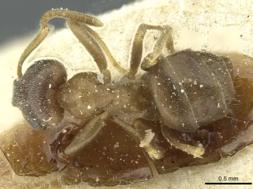 Lasius turcicus specimen CASENT0912297 image casent0912297_1