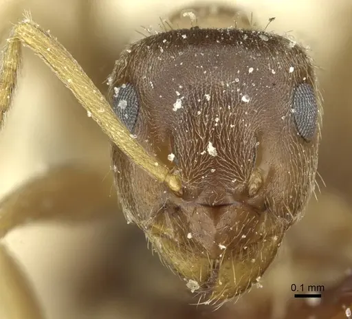 Lasius turcicus specimen CASENT0912297 image casent0912297_2