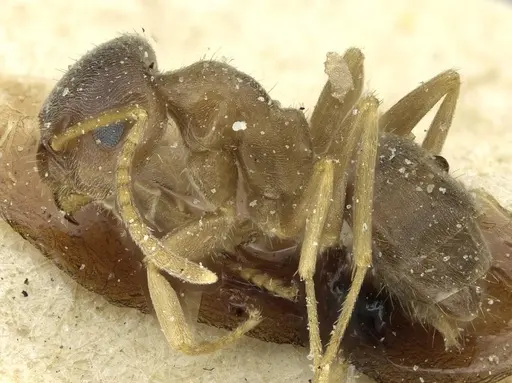 Lasius turcicus specimen CASENT0912297 image casent0912297_3