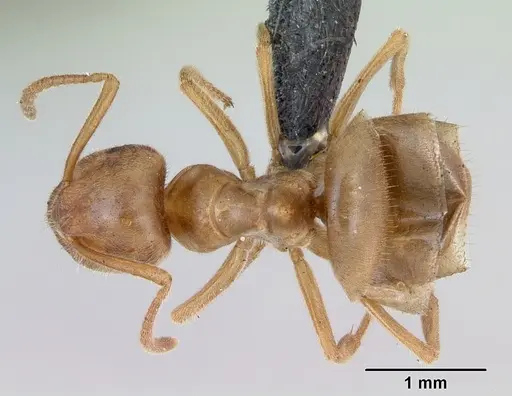 Lasius umbratus specimen CASENT0172706 image casent0172706_1