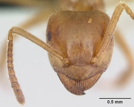 Lasius umbratus specimen CASENT0172706 image casent0172706_2
