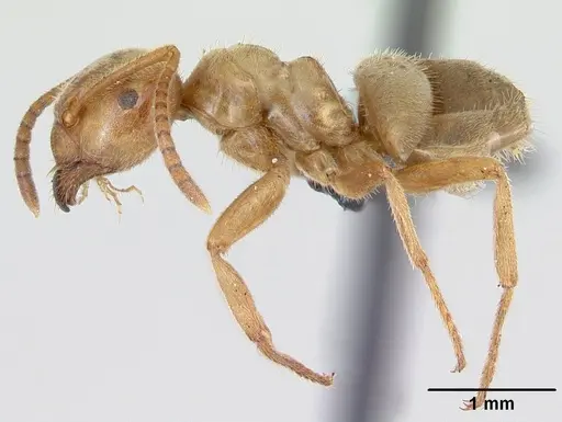 Lasius umbratus specimen CASENT0172706 image casent0172706_3