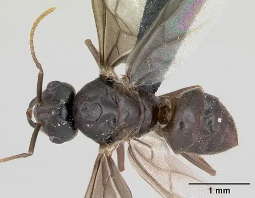 Lasius umbratus specimen CASENT0173145 image casent0173145_1