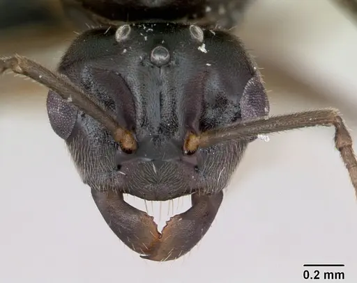 Lasius umbratus specimen CASENT0173145 image casent0173145_2