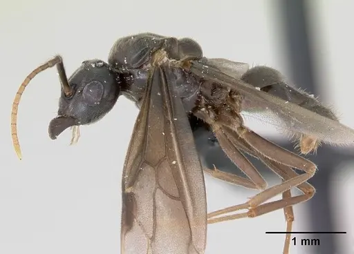 Lasius umbratus specimen CASENT0173145 image casent0173145_3