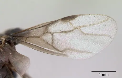 Lasius umbratus specimen CASENT0173145 image casent0173145_4