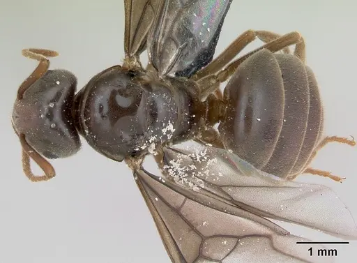 Lasius umbratus specimen CASENT0173146 image casent0173146_1