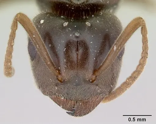 Lasius umbratus specimen CASENT0173146 image casent0173146_3