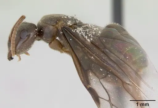 Lasius umbratus specimen CASENT0173146 image casent0173146_4