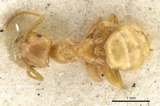 Lasius umbratus specimen CASENT0903215 image casent0903215_1