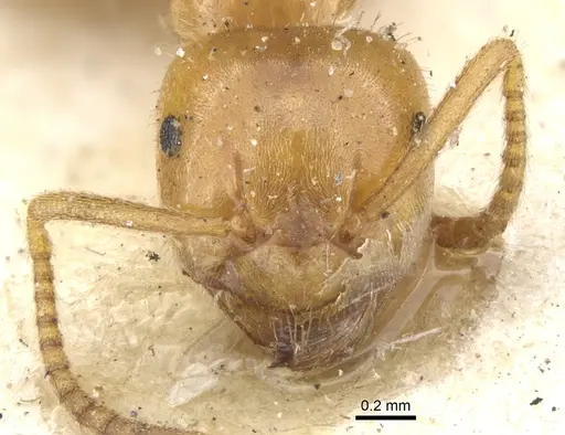 Lasius umbratus specimen CASENT0903215 image casent0903215_2