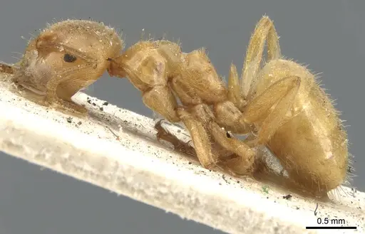 Lasius umbratus specimen CASENT0903215 image casent0903215_3