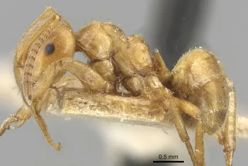 Lasius umbratus specimen CASENT0911054 image casent0911054_3