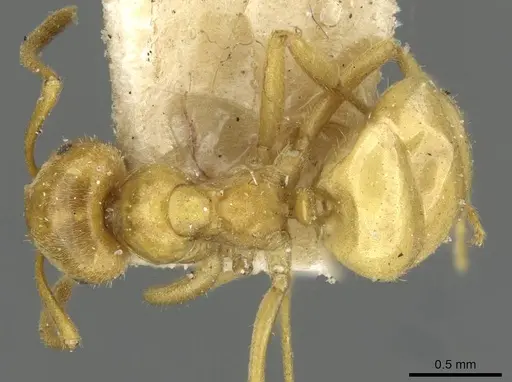 Lasius umbratus specimen CASENT0911055 image casent0911055_1