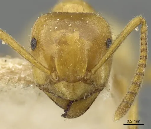 Lasius umbratus specimen CASENT0911055 image casent0911055_2