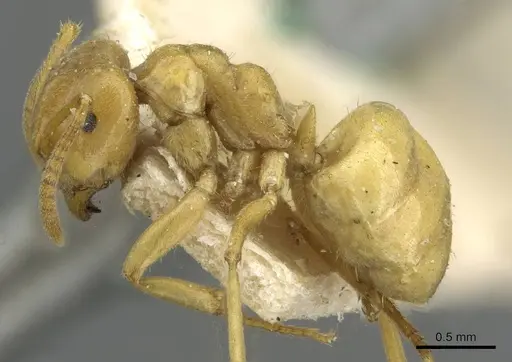 Lasius umbratus specimen CASENT0911055 image casent0911055_3